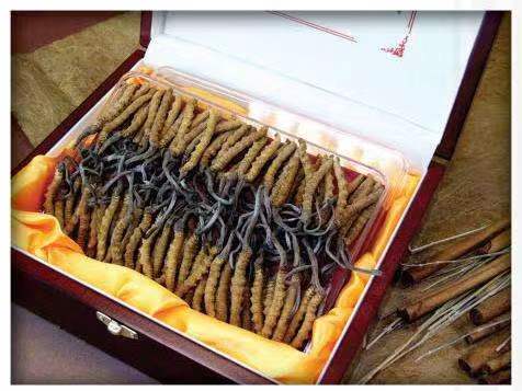 沙河口冬虫夏草回收